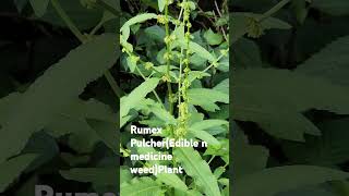 Rumex Pulcheredible n medicine weedplantbeautifulnatureplantsshortsviraltrending [upl. by Shippee]