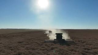 Canola Harvest 2024 [upl. by Nnylyt591]