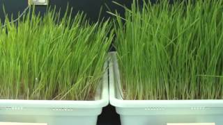 Eliminating Mold in Wheatgrass [upl. by Elram]