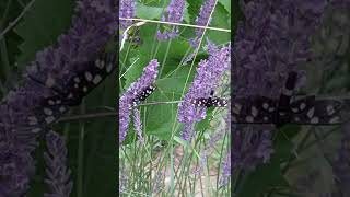 Lavandula Angustifolia invaded by Alien Butterflies [upl. by Ixela]