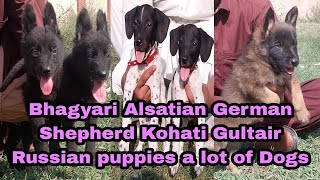 German Shepherd Bhagyari Alsatian Russian puppies Kohati Gultair Dogs and puppies 03139393944 [upl. by Annazus]