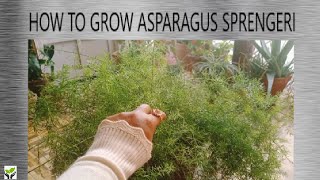 How to grow Asparagus sprengeriPlants are vital [upl. by Ggerg]