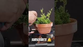 esquejes de itoigawa manolofelix bonsai bonsaiaficionado bonsaiponderosaehn [upl. by Selrac461]