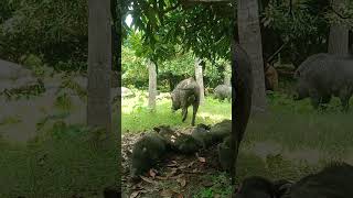 how to hunt for boars animals wildhog farming wildhogs natureshorts [upl. by Eelegna]