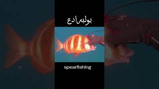 spearfishig fishing الغوصالحر [upl. by Dekow]