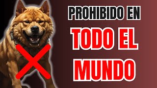 3 Razas de Perros Prohibidas en Todo el Planeta ❌ Parte 1 [upl. by Larson653]