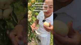 🌳🌳🍑🍑 agro fruit rekda garden rekaciq love rekkaciqiplos mango rekkachiqiplos baki rek [upl. by Aerehs207]