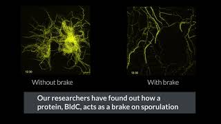 Timelapse microscopy helps reveal brake mechanism in bacterial lifecycle [upl. by Enelyt703]