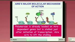 AIRE control of immunological tolerance new twits [upl. by Htebi]