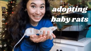 GETTING BABY RATS rat cage setup PetSmart haul amp bringing home baby rats vlog [upl. by Thisbe]