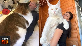 THE BIGGEST MAINE COON CATS [upl. by Susi]