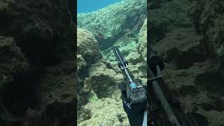 Shooting a red mullet between parrots cyprus freediving spearfishing fishing fish gopro [upl. by Borchers22]