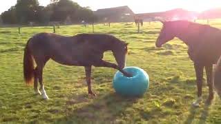 Gymnastikball Spielball für Pferde [upl. by Ekusuy]