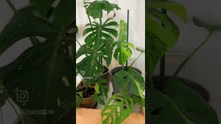 Happy Monstera Monday monsteramonday monstera planttour [upl. by Wieren898]