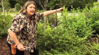 How to Prune Ilex crenata  Instructional Video w Plant Amnesty [upl. by Aneleve]