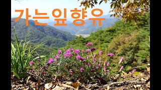 가는잎향유Narrowleaf mint [upl. by Lonni611]