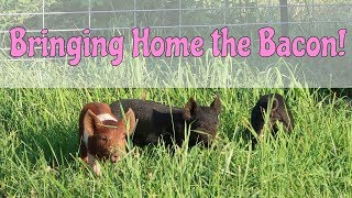 Bringing Piglets to the Homestead [upl. by Fendig92]