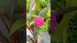 Lantana Flowers  Beautiful Flowers flowers nature gardening shorts trending [upl. by Handbook]