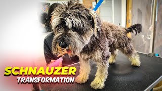 SCHNAUZER GROOMING Transformation [upl. by Maclaine728]