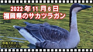 2022年11月6日 福岡県のサカツラガン Anser cygnoides Swan goose [upl. by Fredia]