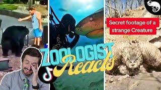 Zoologist Reacts To Viral Animal TikTok [upl. by Scarlet]