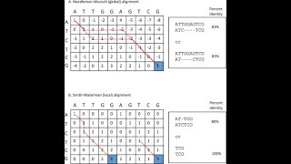 Example Pairwise Sequence Alignment Dynamic Programming [upl. by Bloomer877]