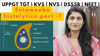 Entamoeba histolytica  Protozoa  Animal kingdom  UPPGT TGT biology  DSSSB  KVS  NVS  NEET [upl. by Ecnesse]