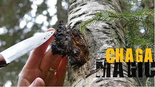 Chaga Hunting  How to find it and what to look for [upl. by Nnayelhsa]