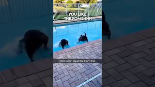 These dogs dont know what water is 😂 [upl. by Anaihs]