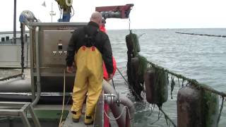 mussel spat harvesting with venturi system [upl. by Ailehpo902]