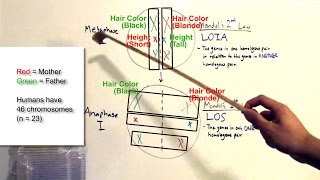 BEST WAY TO LEARN Law of Segregation amp Independent Assortment [upl. by Annahsar]