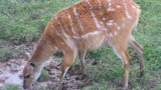 Chester Zoo  Sitatunga [upl. by Reivaxe]