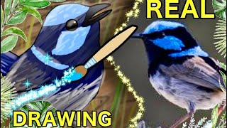 Drawing a superb fairywren [upl. by Gilbertine429]