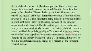 Neurovascular Structures of the Pelvis part 2 [upl. by Titos374]