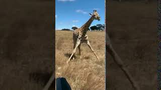 This Is How A Giraffe Eats Grass [upl. by Altis672]