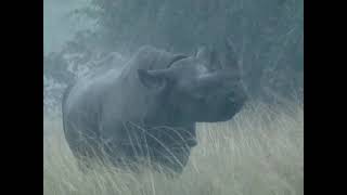 Black rhino in the rain [upl. by Genna]