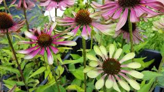 Echinacea purpurea Green Twister [upl. by Ahsiemal]