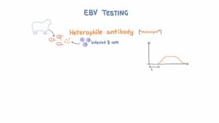 Epstein Barr Virus EBV Diagnosis and Testing [upl. by Yerocal]