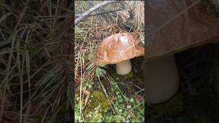 Boletus Edulis edulis mushroom boletusedulis setas porcini porcinimushrooms gredos hongos [upl. by Gayleen]