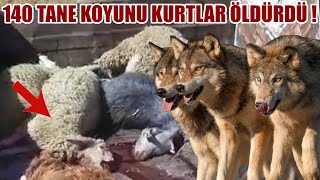 140 TANE KOYUNU KURTLAR TELEF ETTİ  10 TANE KÖPEK SÜRÜYÜ KORUYAMADI ÇOBAN HASTANELİK OLDU  KANGAL [upl. by Peti185]