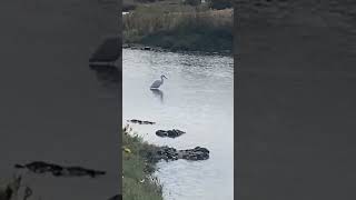 Rasping calls of a Snowy egret [upl. by Ploch]