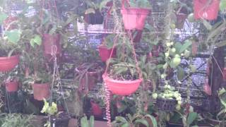 Automatic Watering System for Shadehouse [upl. by Lucic]