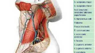 Regio retromandibularis [upl. by Nosyt76]