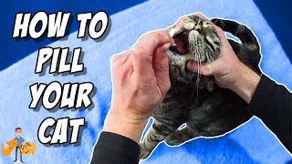 How To Pill A Cat By Yourself like a PRO [upl. by Zebadiah]