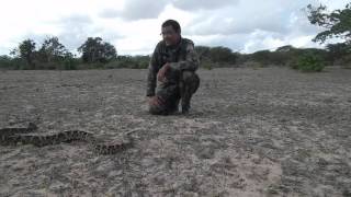 Jararaca Grande Bothrops leucurus [upl. by Fabrin197]