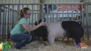 Show Pig How to Tame Your Show Pig [upl. by Nnanerak]