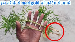 How to grow marigold from cutting in water [upl. by Nakah]