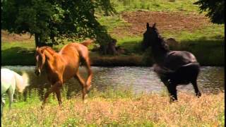 Black Beauty  Horse Whisperer Theme [upl. by Atekehs]