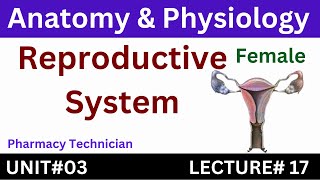 Female Reproductive System  Anatomy And Physiology  Pharmacy Technician [upl. by Armilda]