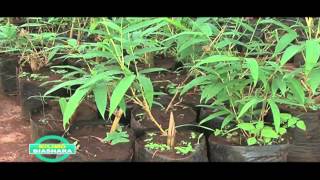 BAMBOO FARMING IN KENYA PART 3 OF 3 [upl. by Culbertson]